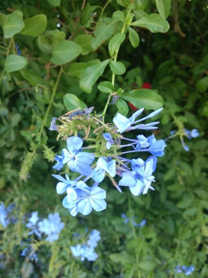 Plumbago auriculata 19