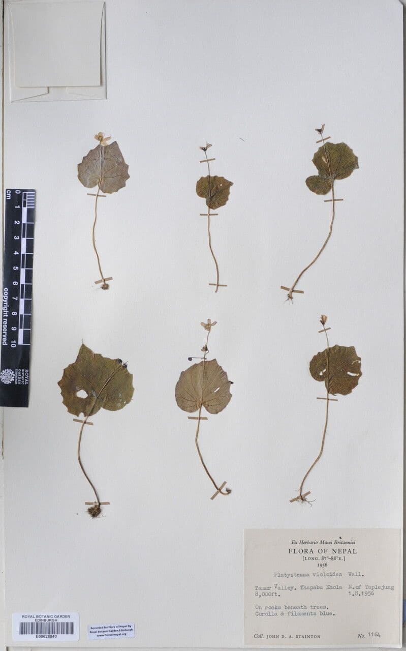 Platystemma 10