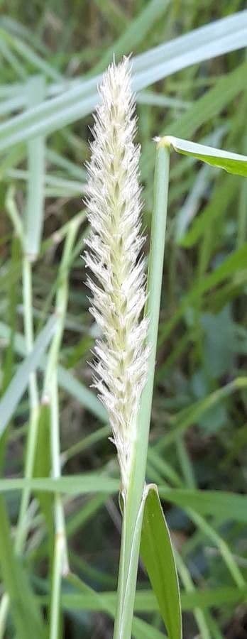 Cenchrus