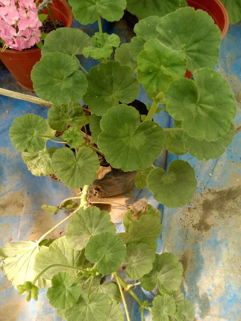 Pelargonio 12
