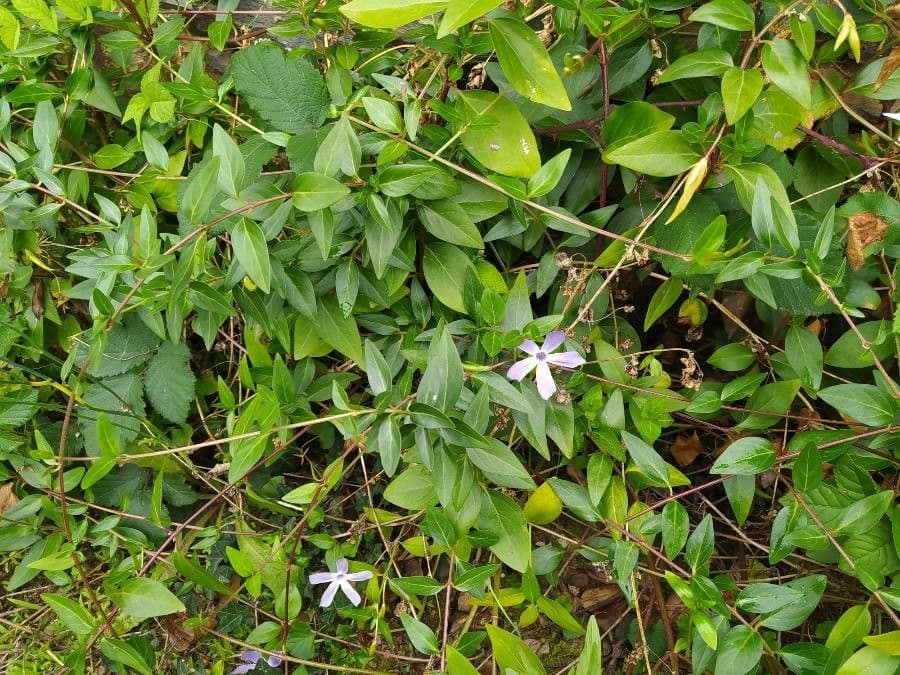 Pervinca difforme 20