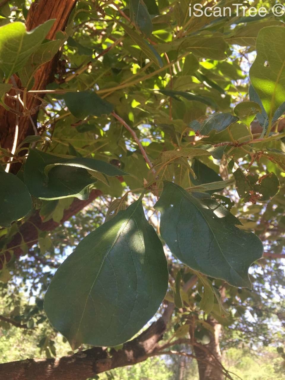 Terminalia 3