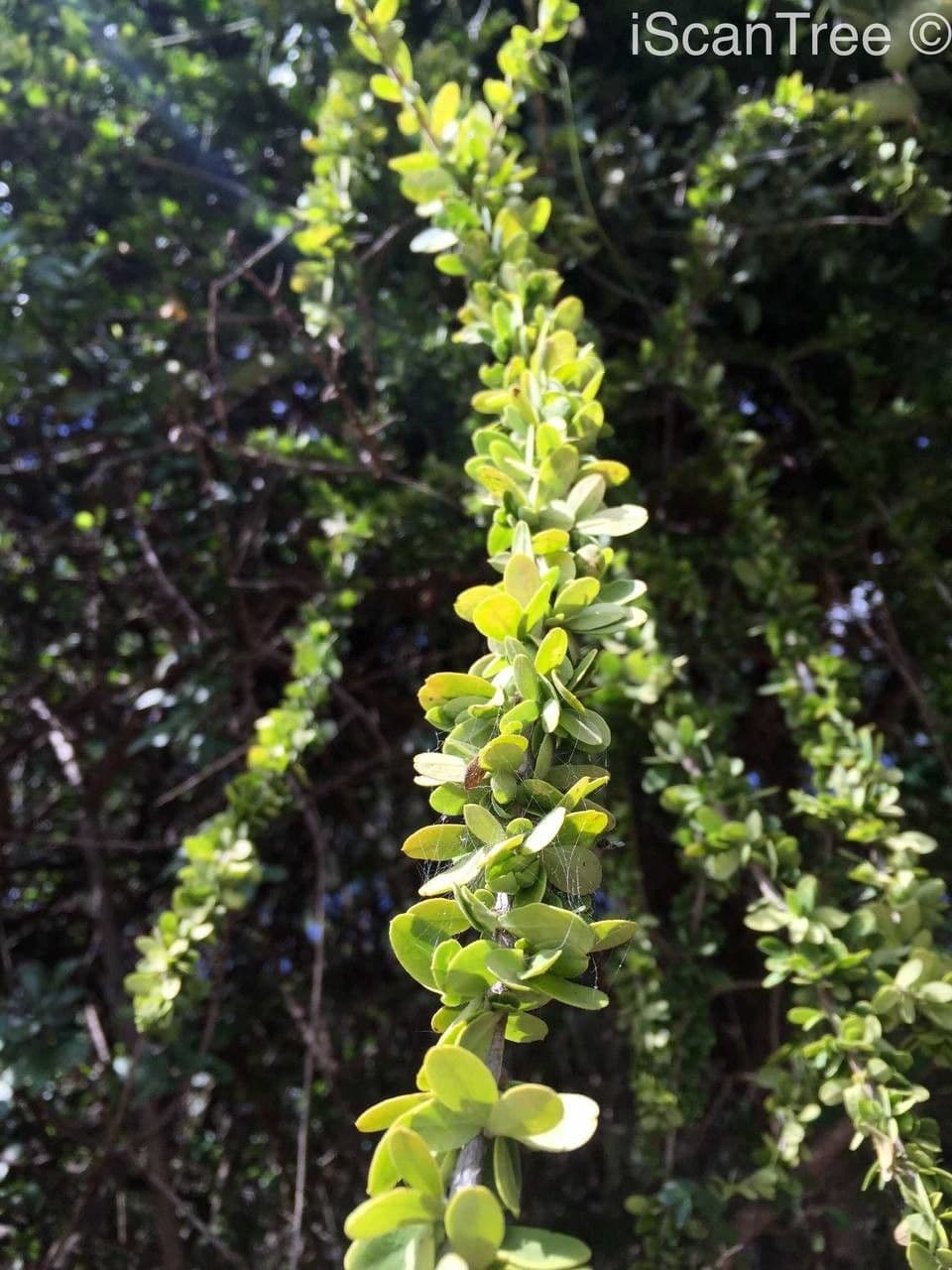 Maerua