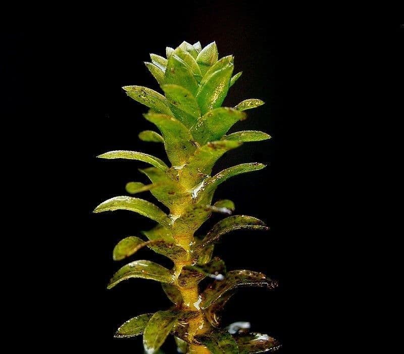 Elodea de Canadá 20