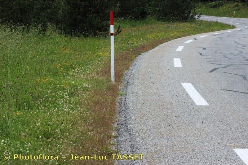 Gramigna delle saline 21