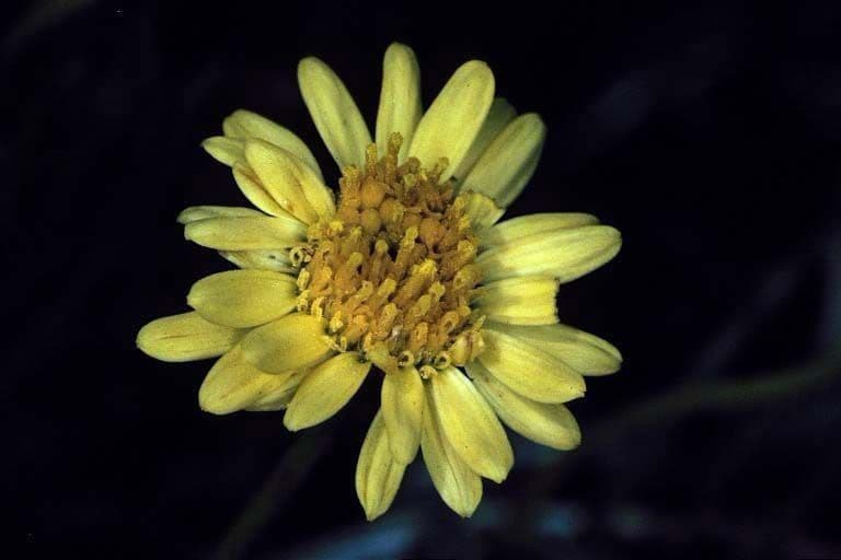 Erigeron 3