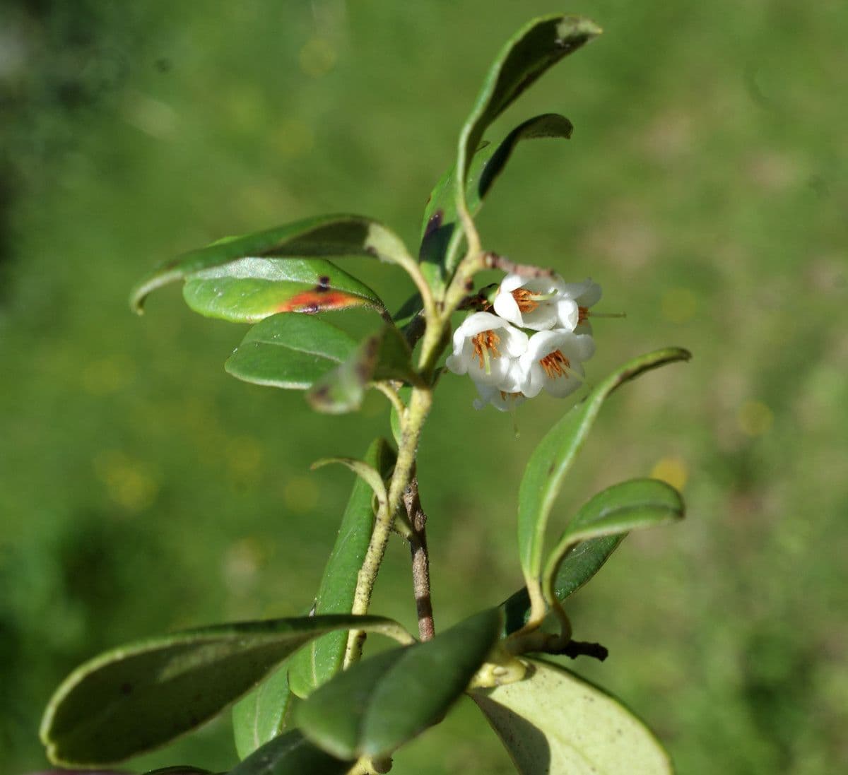 Borówka brusznica 26