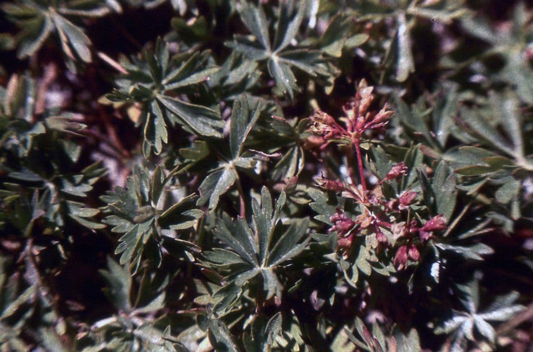 Alchemilla pentafilla 15