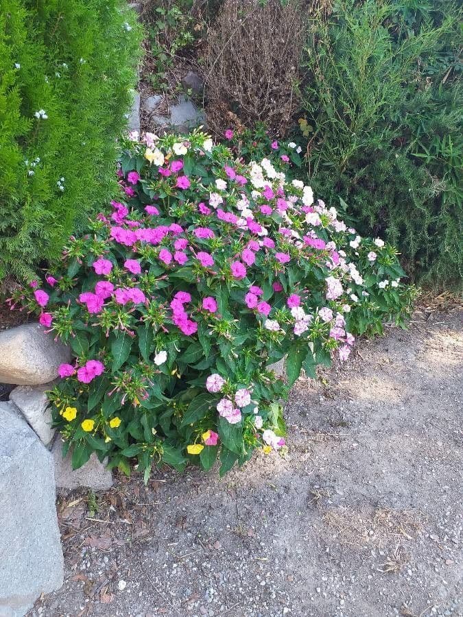 Wunderblume 15