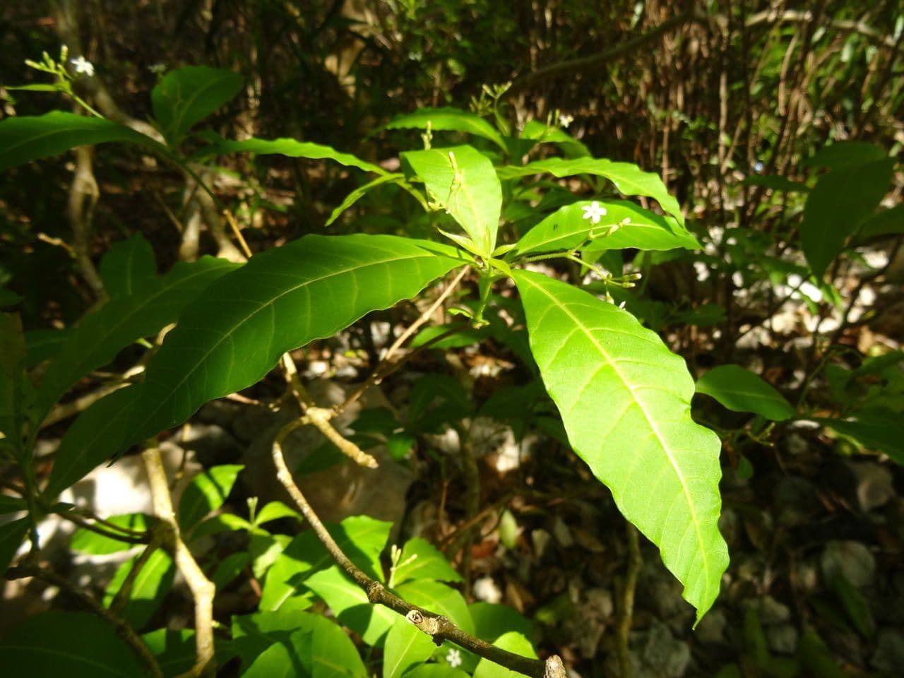 Rauvolfia viridis 14