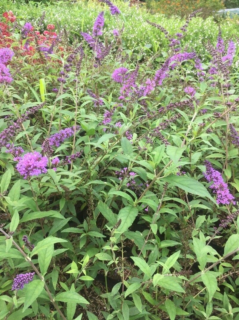 Buddleja 7
