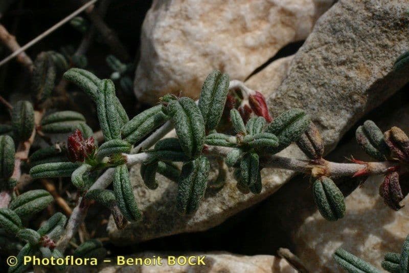Eliantemo violaceo 23