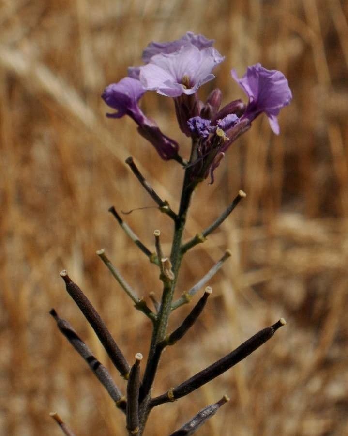 Acker-Gänsekresse 5