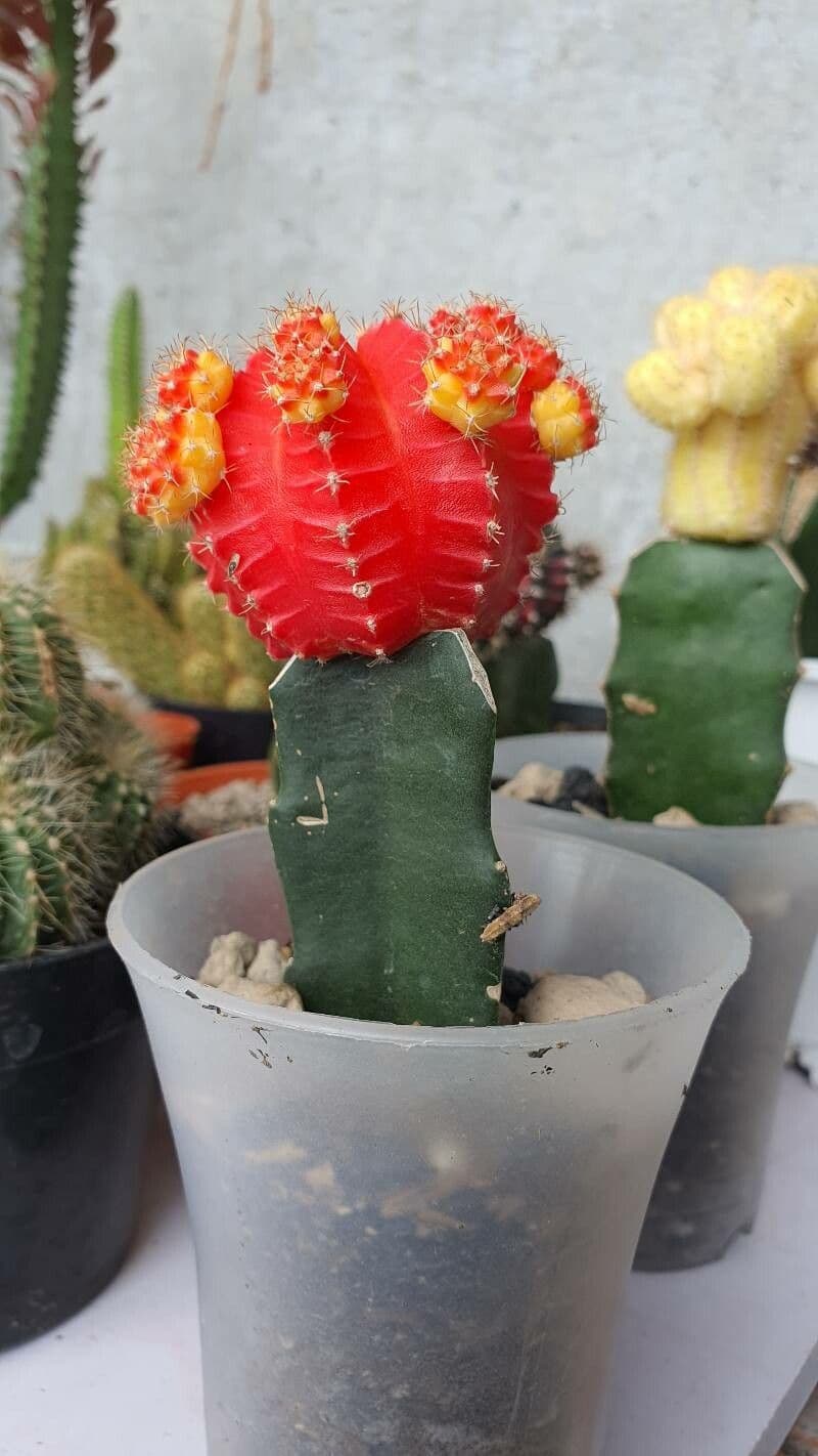 Cactus lunare 21