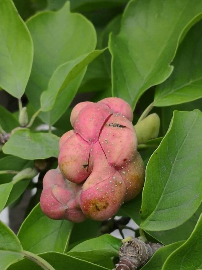 Magnolia denudata 5