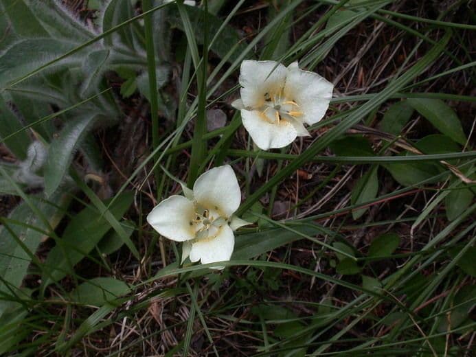 Kalochortus subalpínský 4