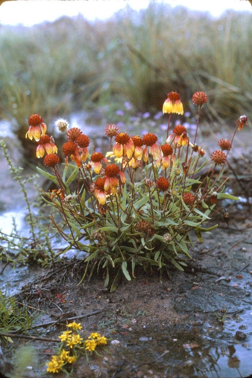Gaillardia pennatifida 12