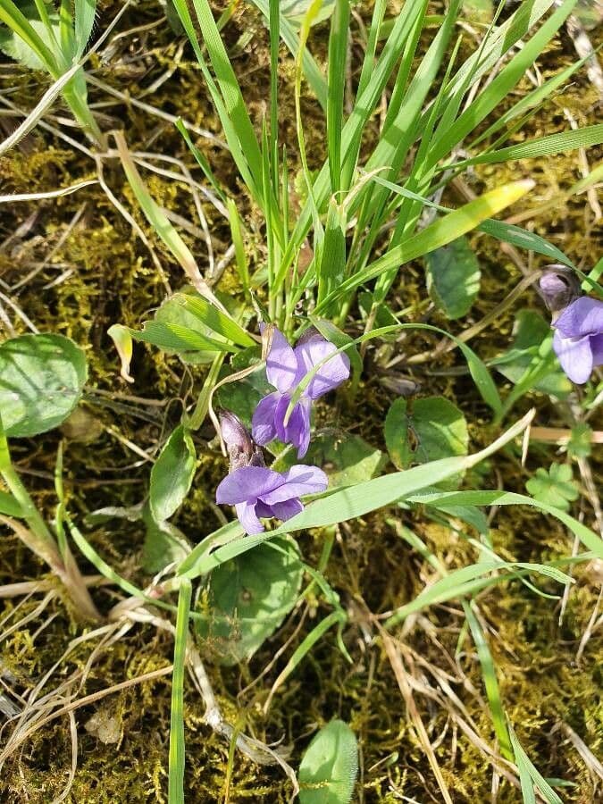 Viola di Rivinus 18