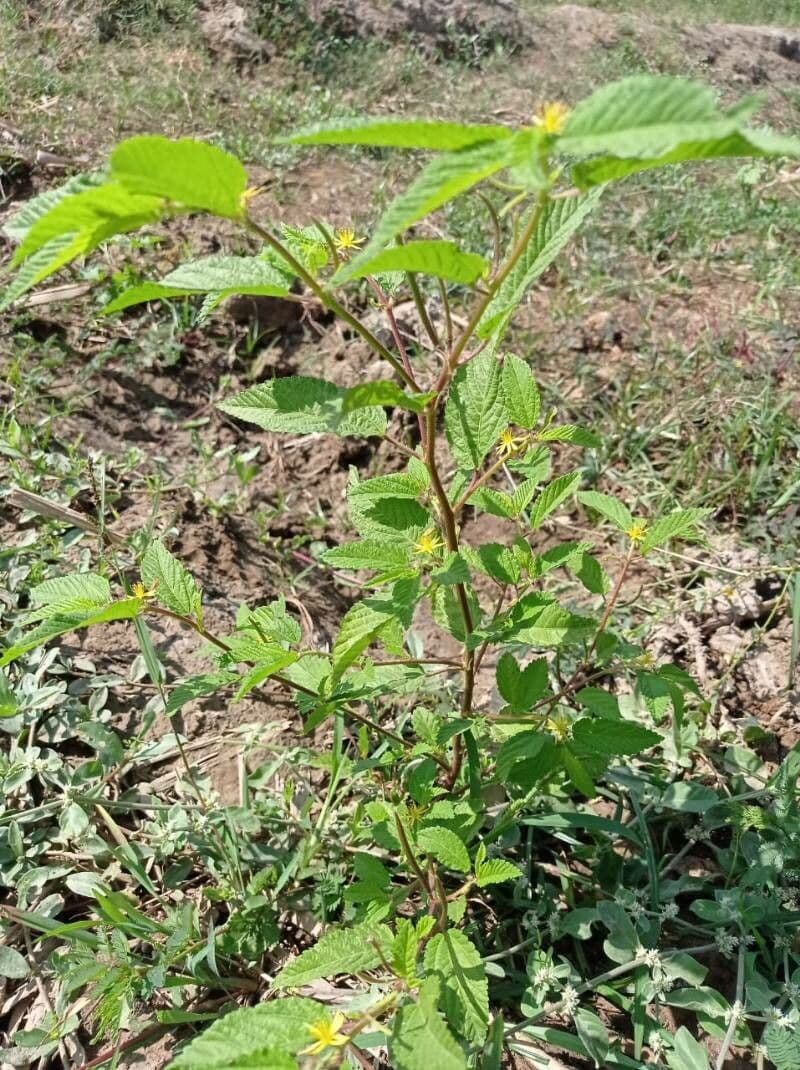 Glatte Sida 4