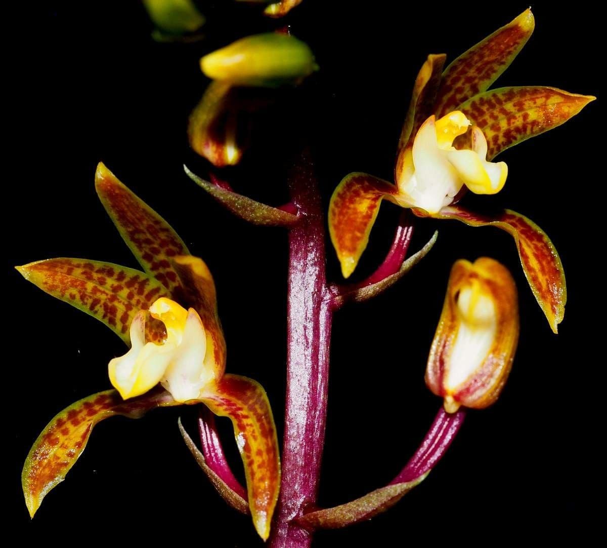 Orchidea