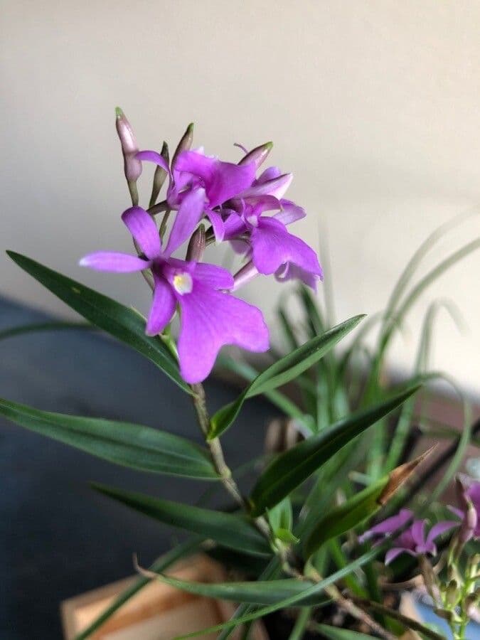 Epidendrum 3