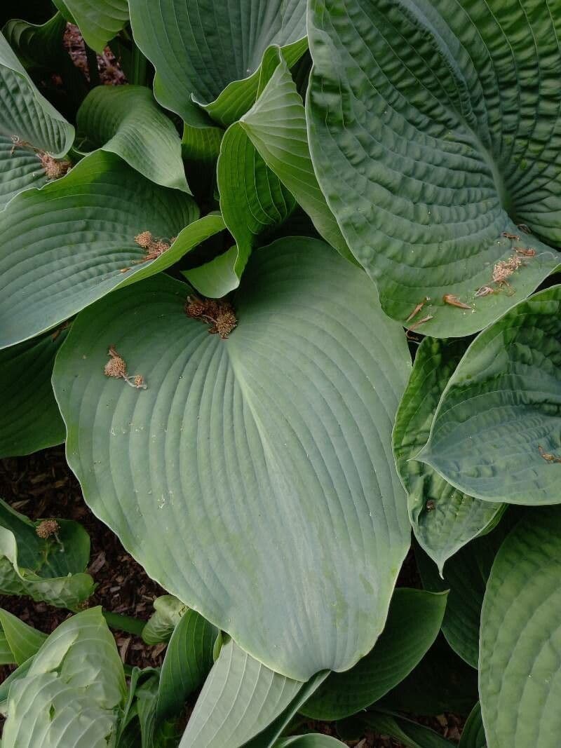 Hosta 15