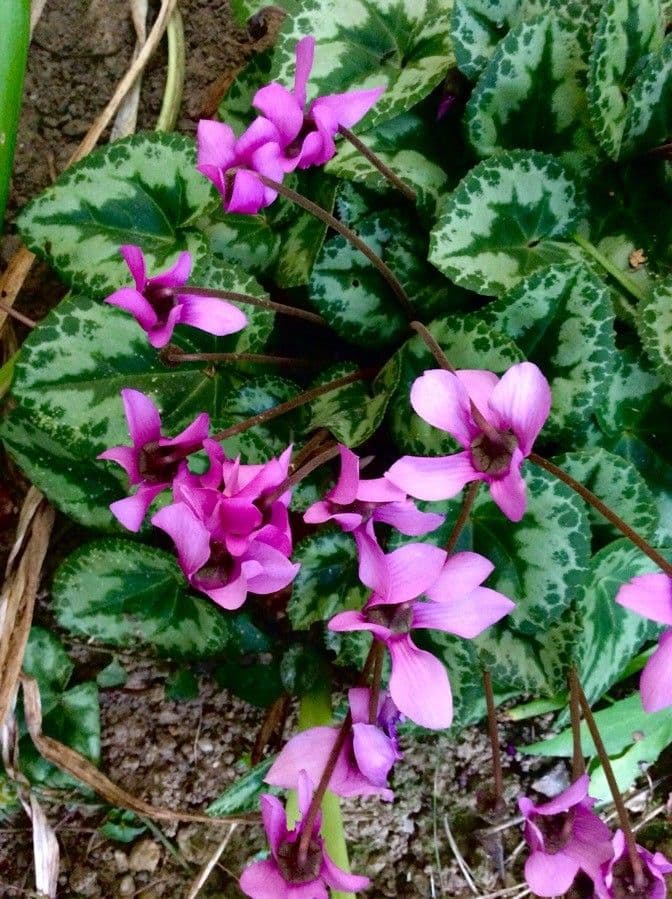 Ciclamino primaverile 15