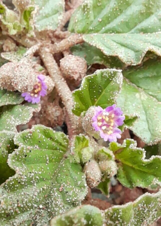 Mirabilis incarnata 4
