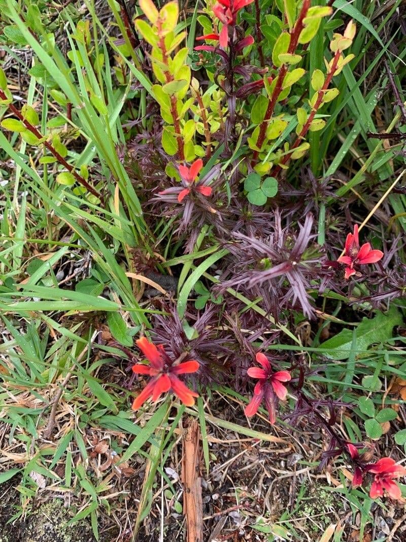 Castilleja 3