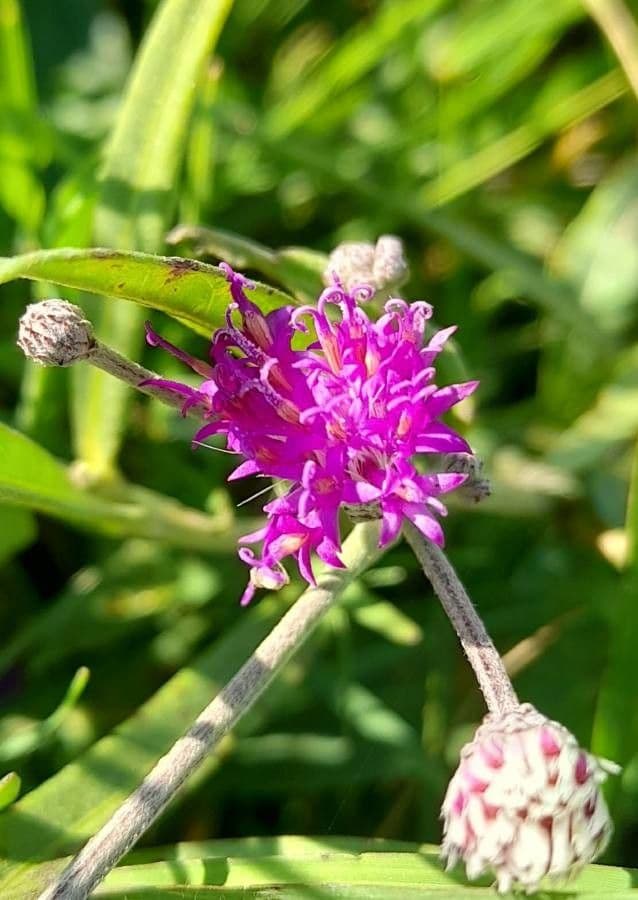 Lessingianthus rubricaulis 2