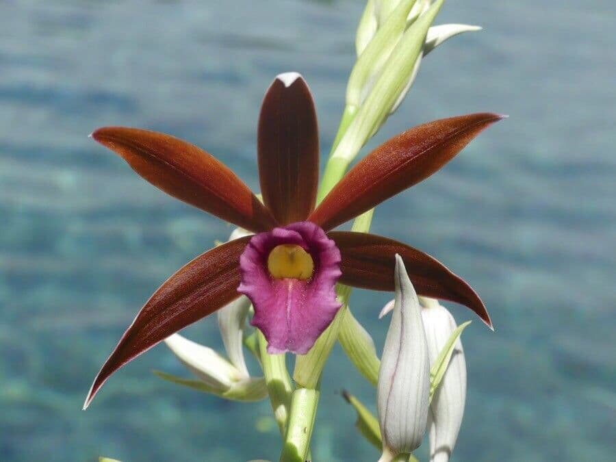 Phaius di Tankerville 7
