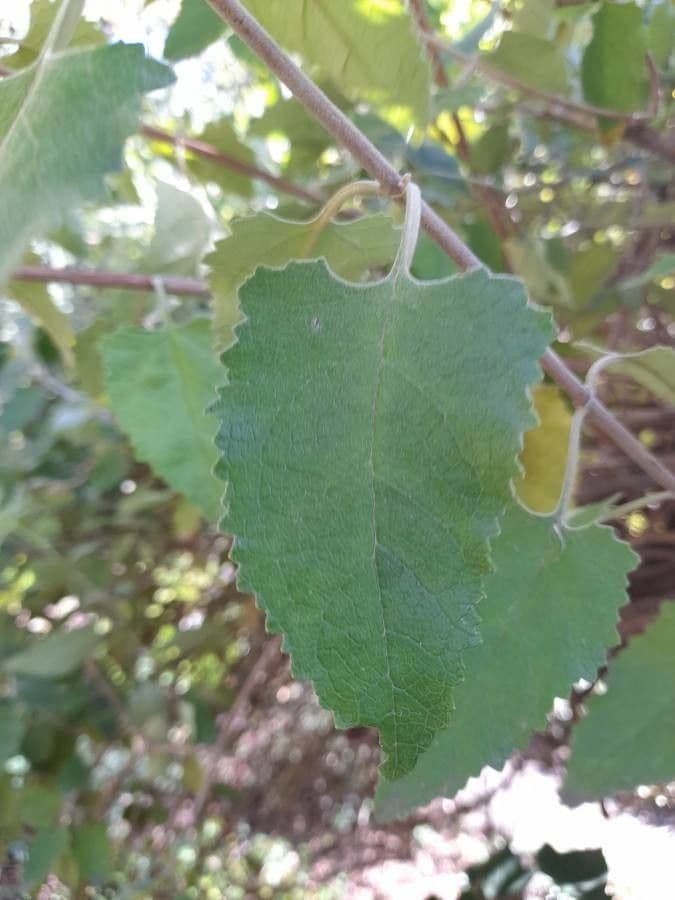 Buddleja 4