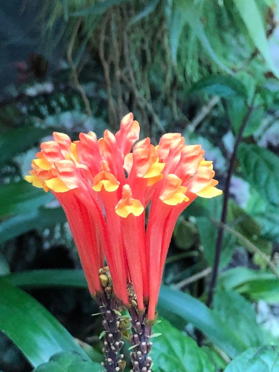 Scutellaria 9