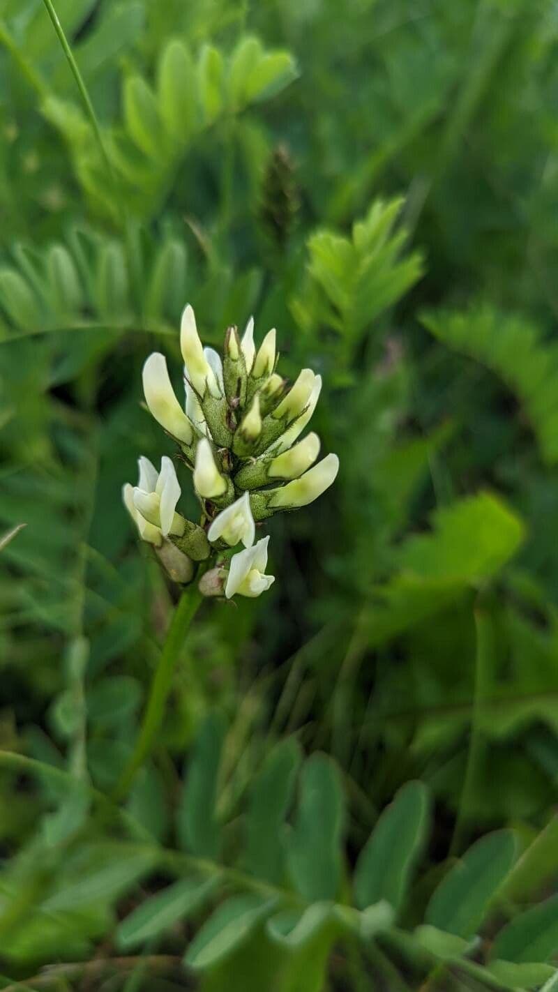 Astragalo ceci 6