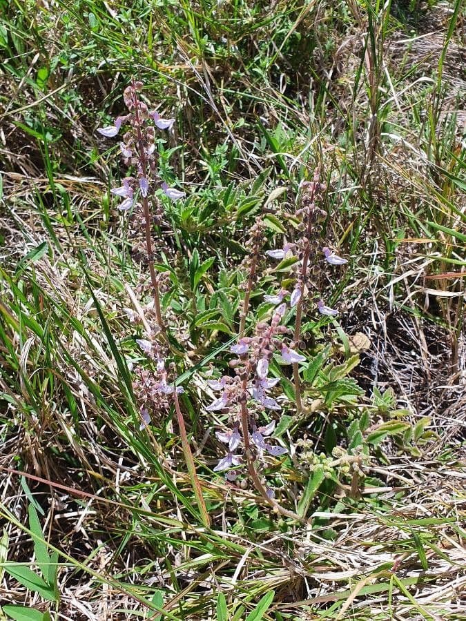 Coleus