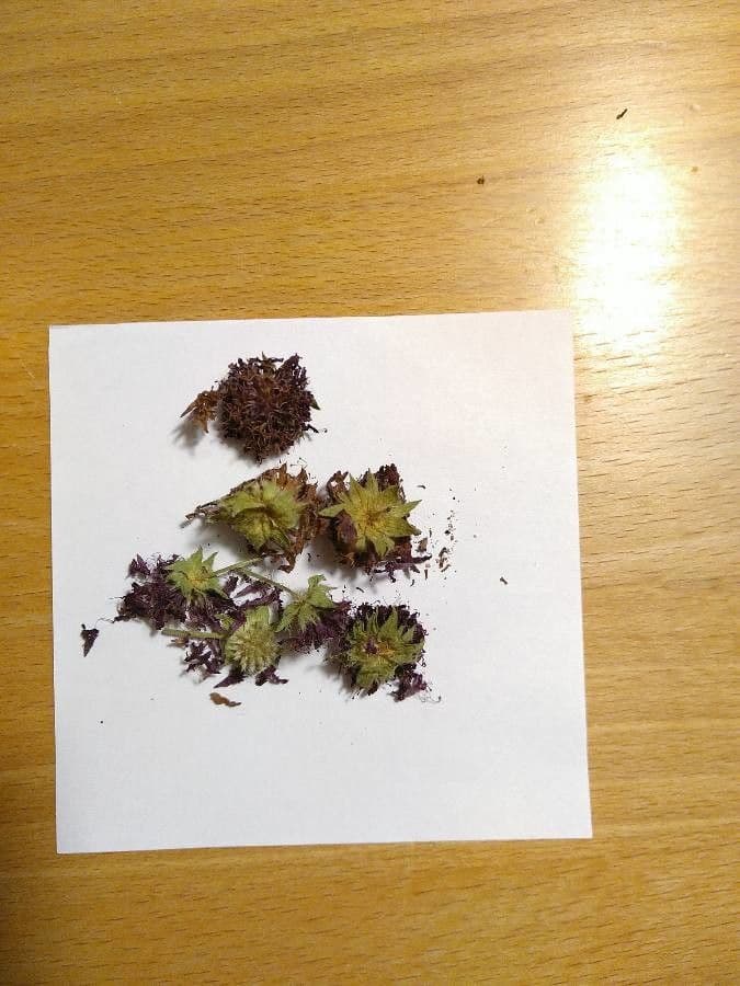 Knautia 4
