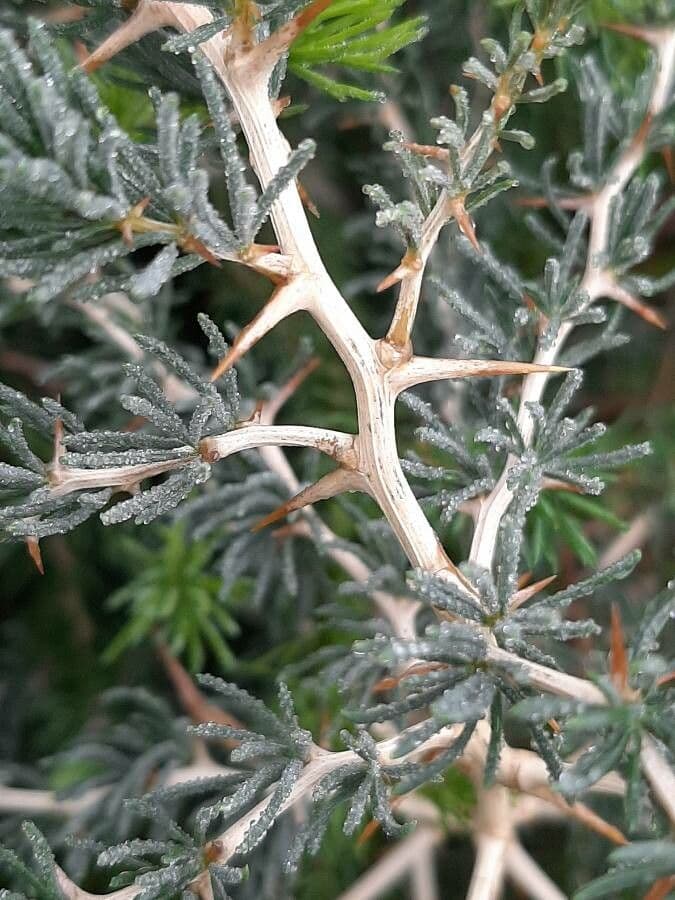 White asparagus 22