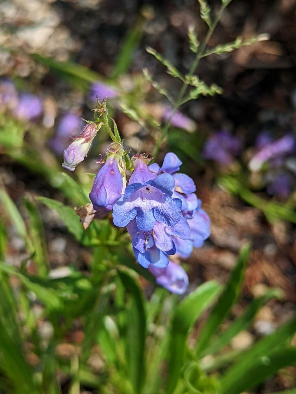 Penstemon 2