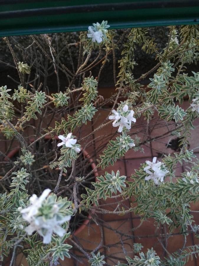 Westringia arbustiva 16