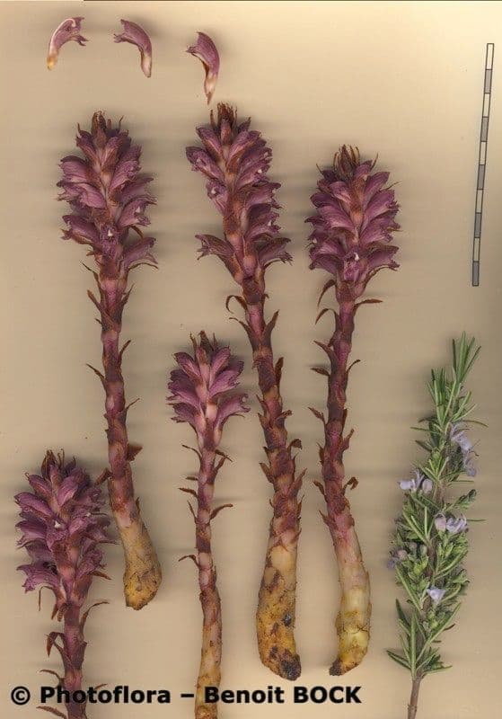 Orobanche a squame larghe 27