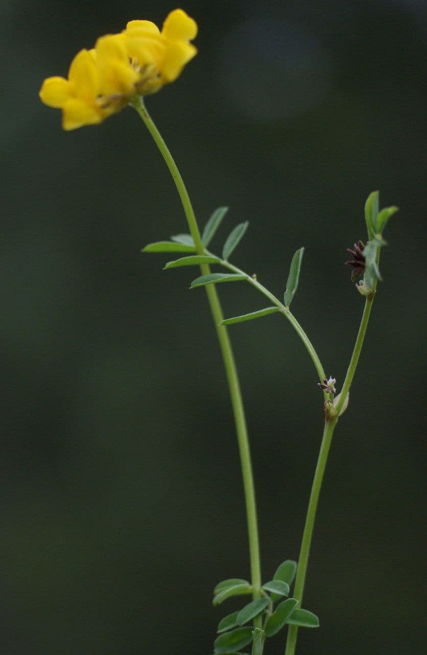 Petite coronille 24