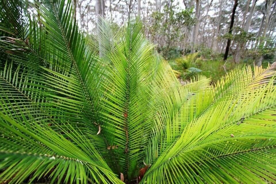 Macrozamia 11