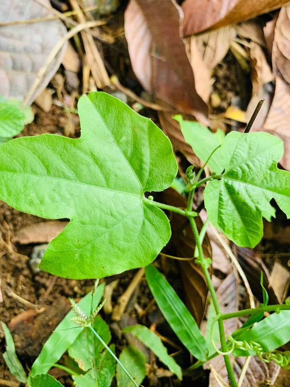 Passiflora 18