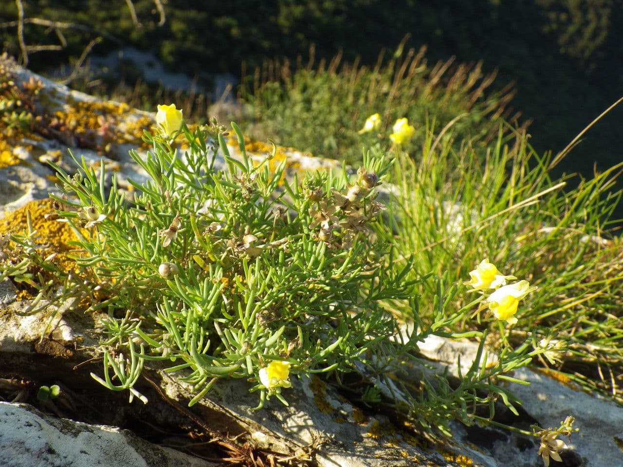 Linaria supina 12