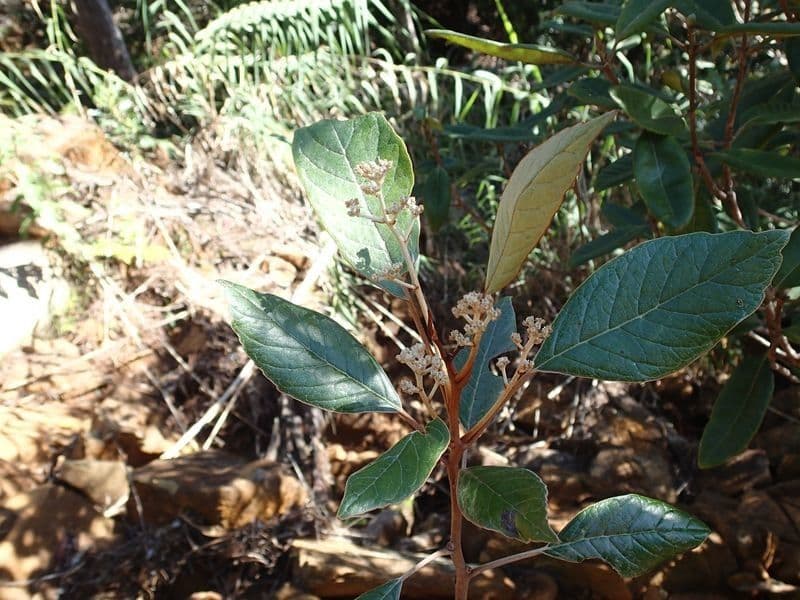 Breitblättriges Argophyllum