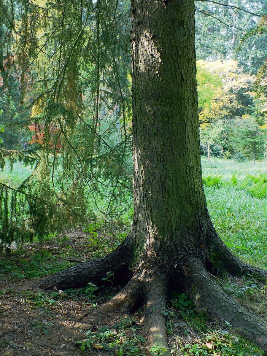 Abete brachytyla 13