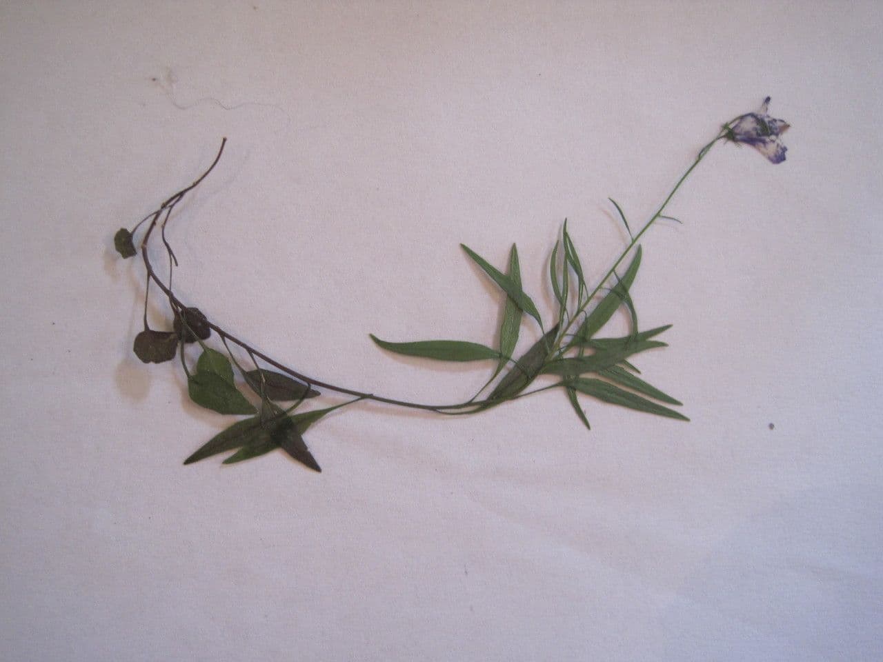 Rundblättrige Glockenblume 30