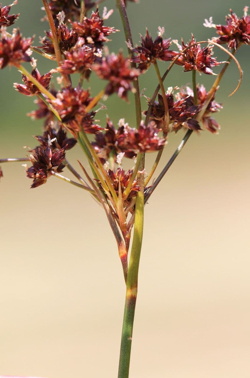 Spitzblütige Binse 8