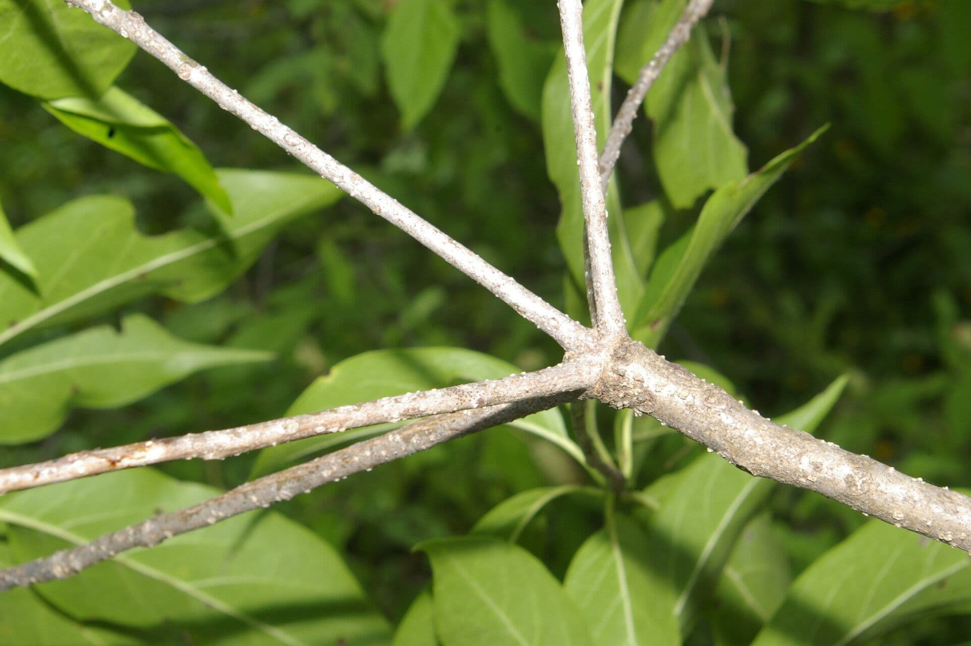 Cordia gerascanthus 7