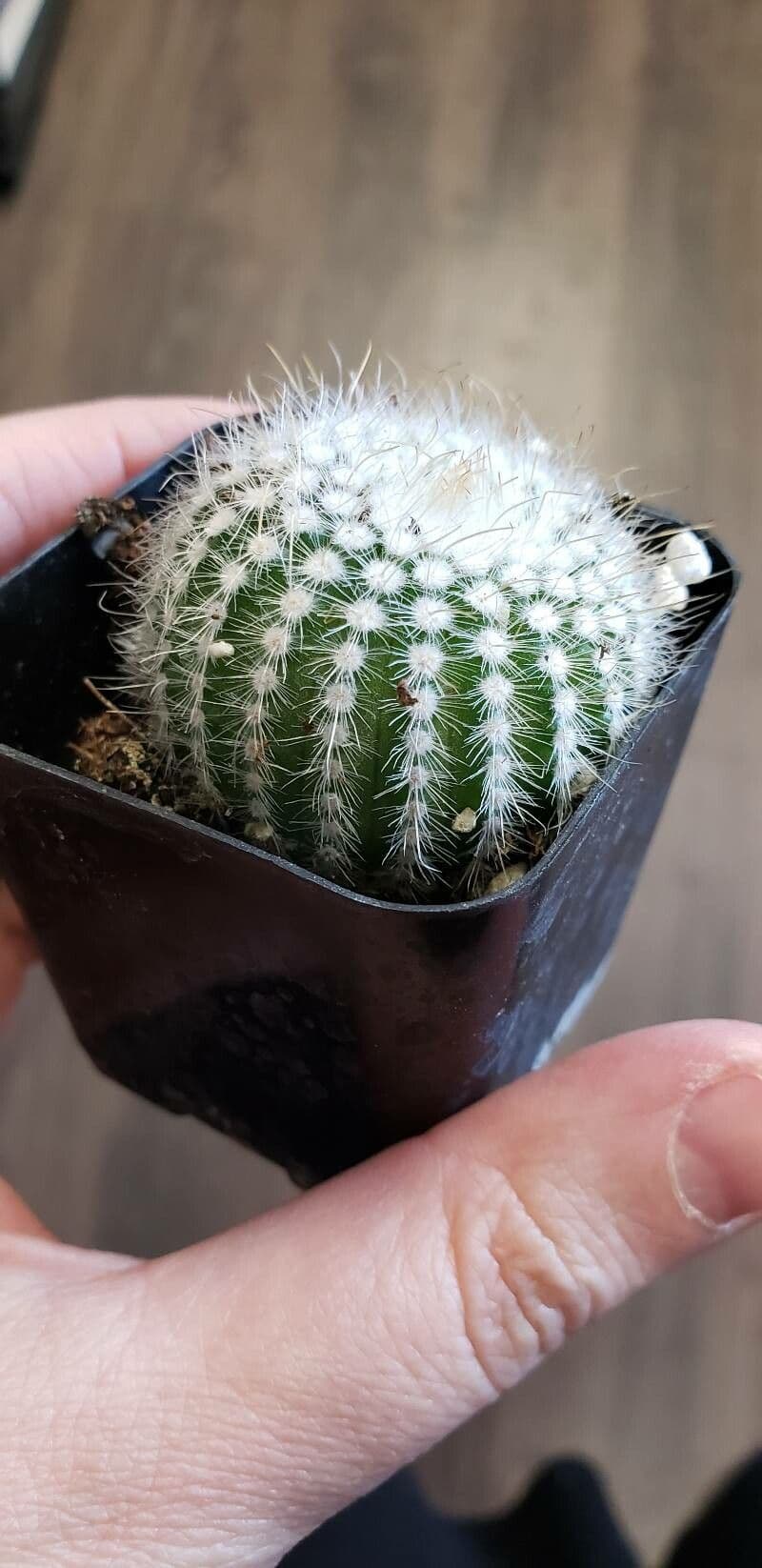 Parodia 9